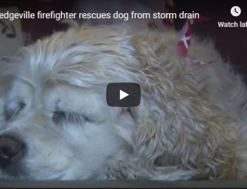 Milledgeville firefighter rescues dog from storm drain